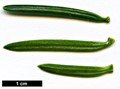 SpeciesSub: subsp. yulongxueshanensis